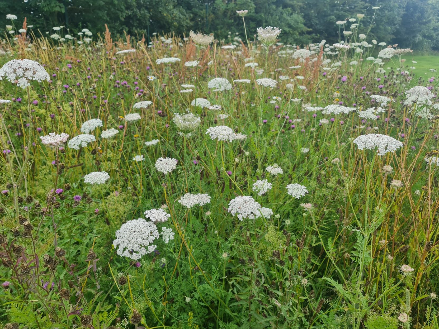 Swallow Park Features